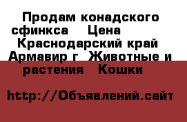Продам конадского сфинкса  › Цена ­ 5 000 - Краснодарский край, Армавир г. Животные и растения » Кошки   